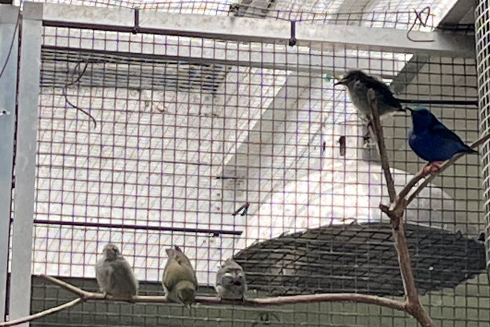 zoek een man van de roodpootsuikervogel