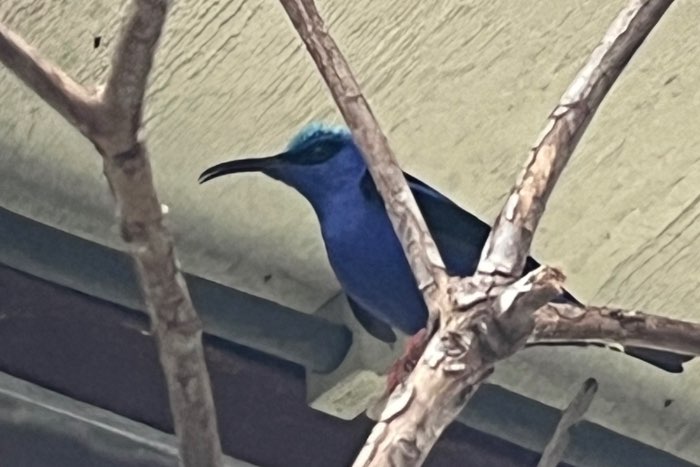 zoek een man van de roodpootsuikervogel
