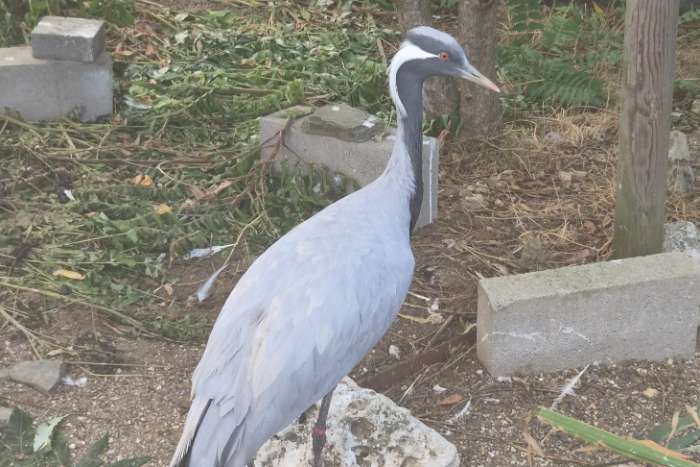 0-1 jufferkraanvogel