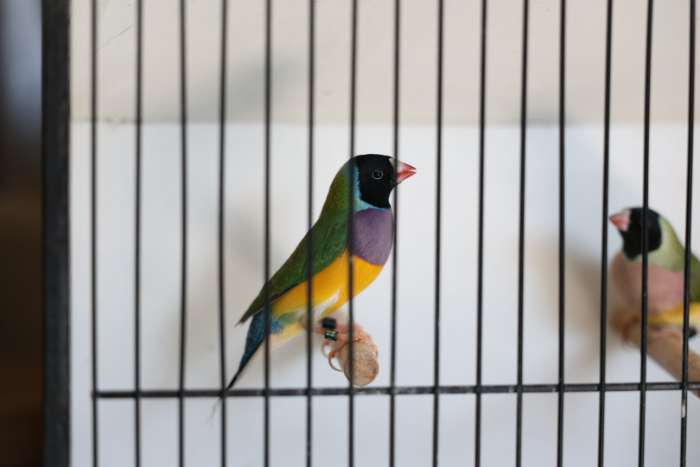 gould amadine