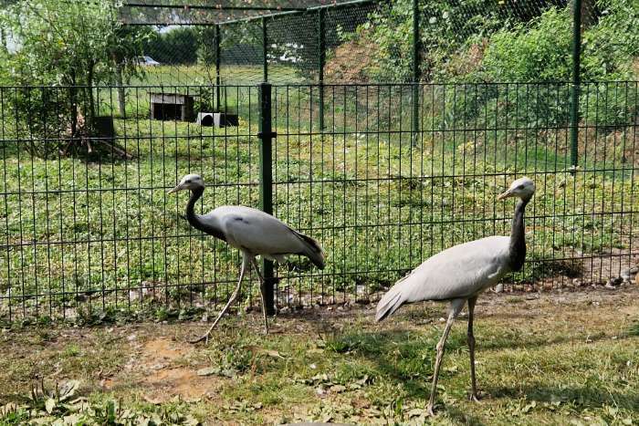jufferkraanvogels