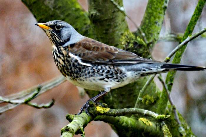 gezocht kramsvogel turdus pilaris