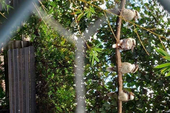 kookaburra, s