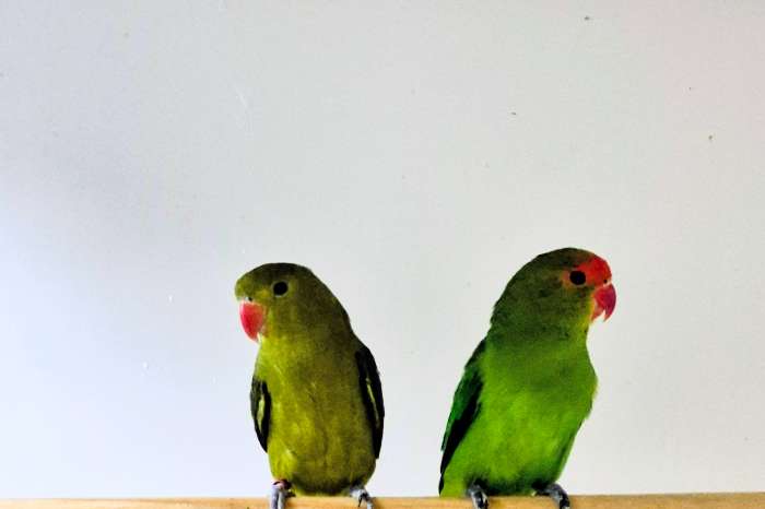 koppel agapornis taranta