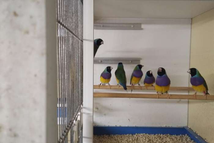 gouldamadines (overjarig)