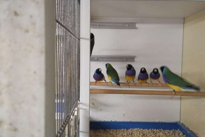 gouldamadines (overjarig)