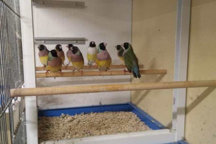 gouldamadines (overjarig)