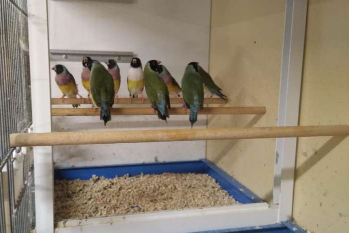 gouldamadines (overjarig)