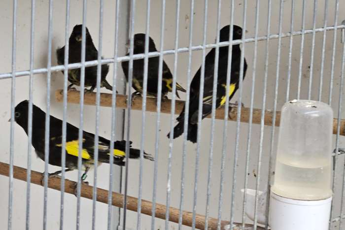 zwarte sijzen poppen