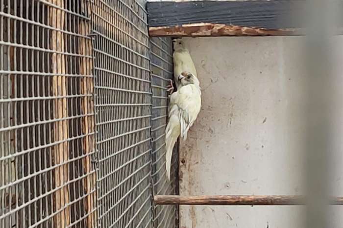 kakariki