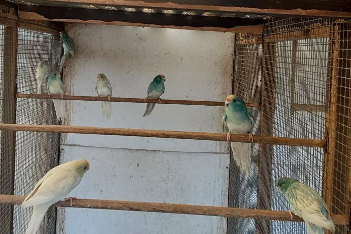kakariki