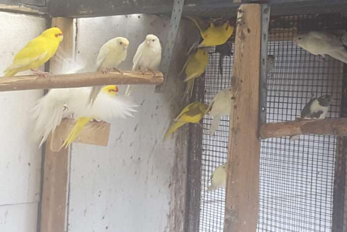 kakariki