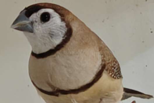 bichenow astrilde