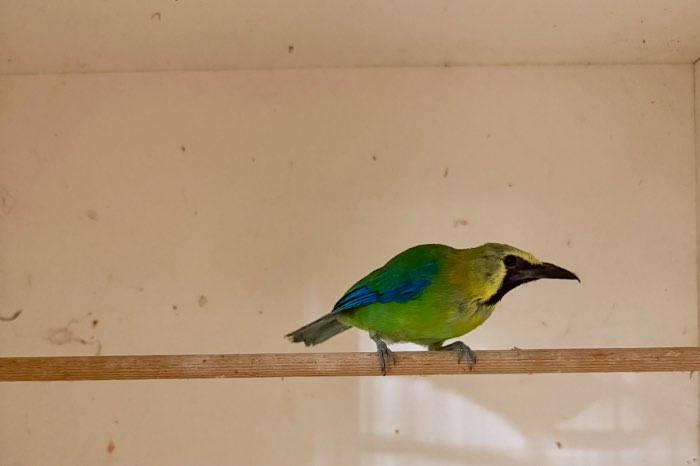chloropsis cochinchinensis