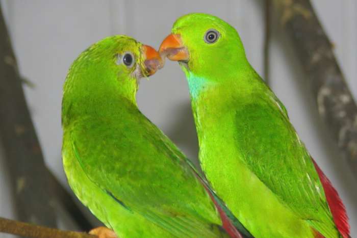 indische vleermuisparkiet (loriculus vernalis)
