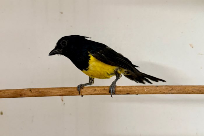 melanochlora sultanea gayeti