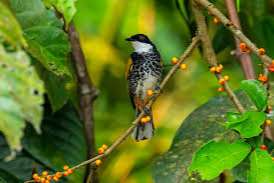 0.1 scaly-breastet bulbul gezocht or 1.1 koppel