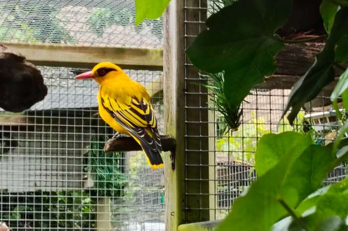 te koop female oriolus auratus/afrikaanse wielewaal