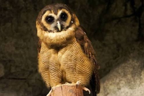1-1 strix leptogrammica