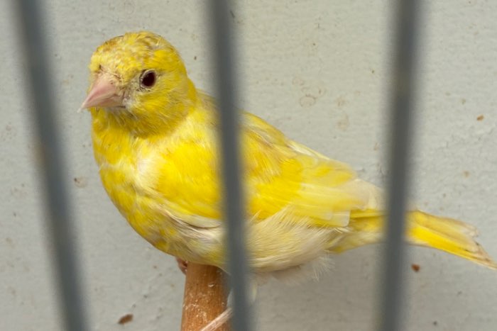 mutatie en wildkleur sijzen
