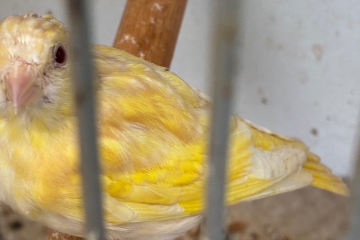 mutatie en wildkleur sijzen