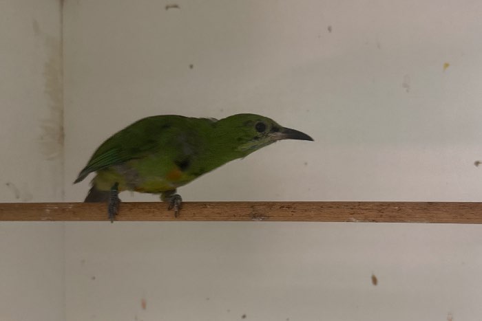 chloropsis hardwickii