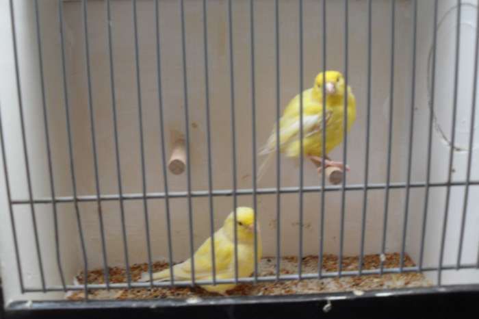 kanarie/tropen