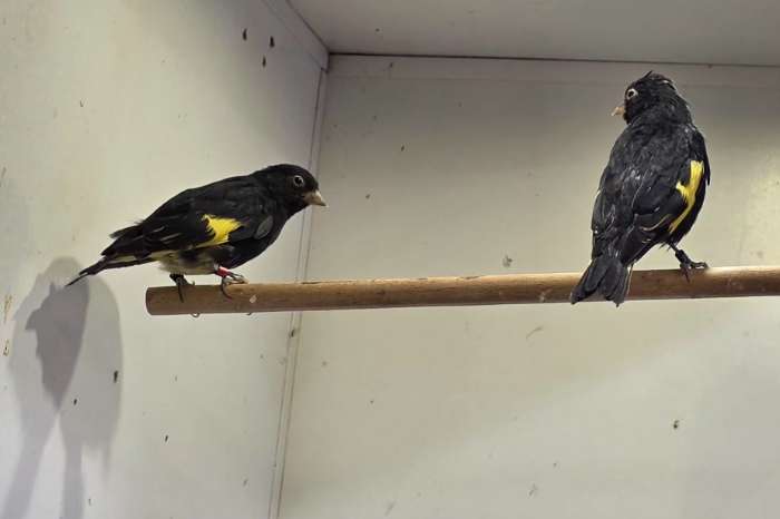 diverse vogels te koop :