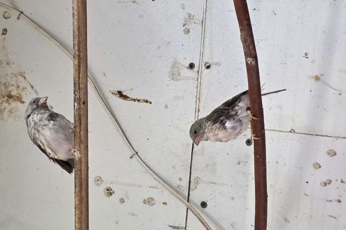 diverse vogels te koop :
