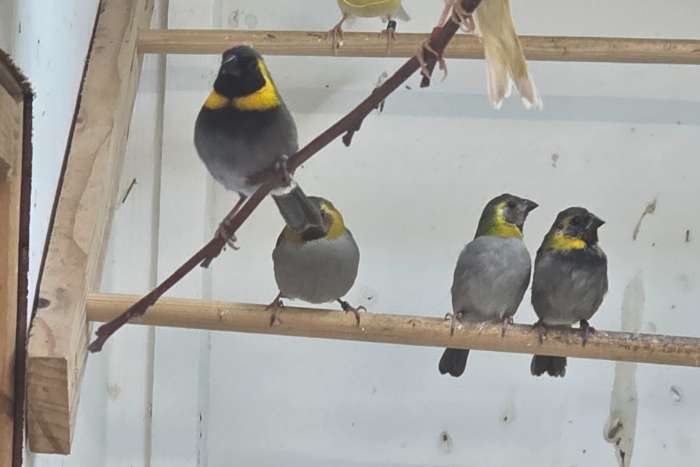 diverse vogels te koop :