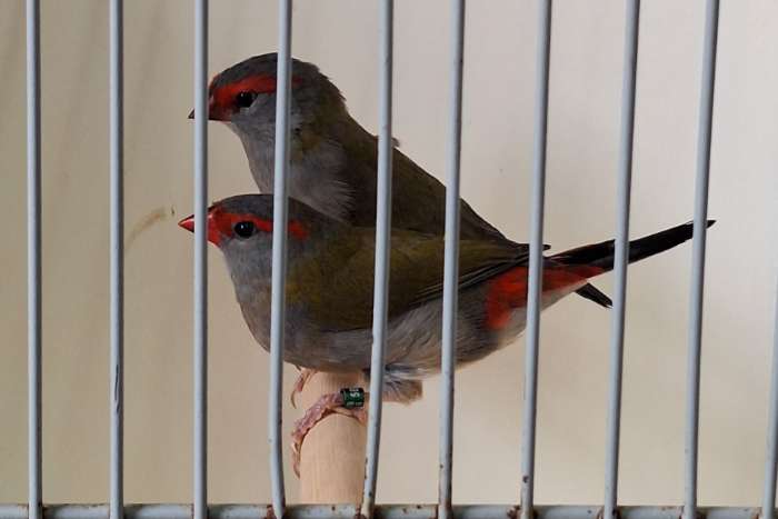 te koop nog enkele koppels natuurbroed dornastrildes