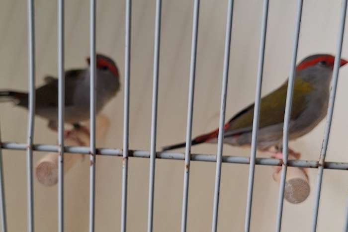 te koop nog enkele koppels natuurbroed dornastrildes