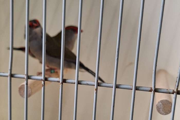 te koop nog enkele koppels natuurbroed dornastrildes