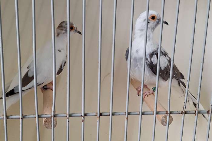 te koop nog enkele koppels natuurbroed dornastrildes