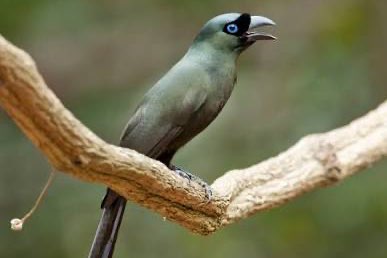 rakettschwanzelster crypsirina temia koppel