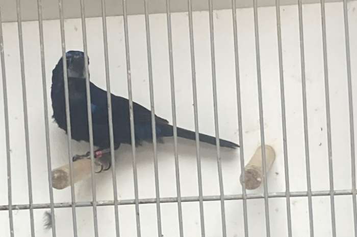braziliaanse blauwe bisschop