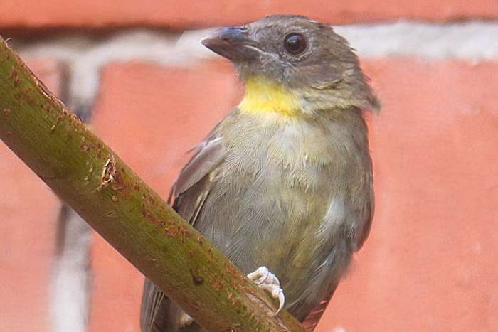 1.1 habia fuscicauda