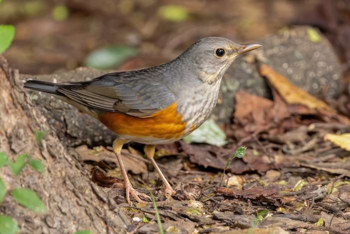 turdus hortulorum