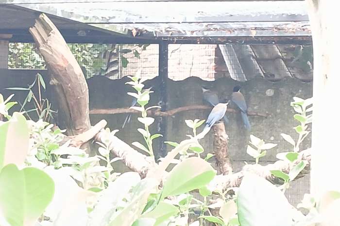 blauwe eksters