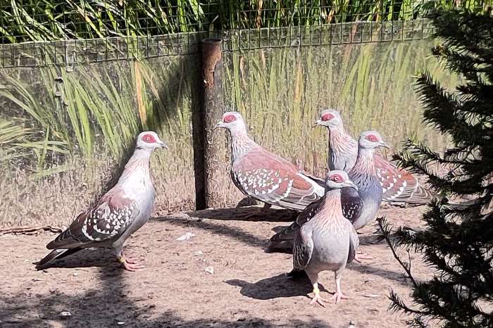 guinea duiven