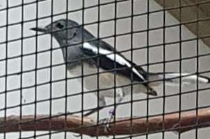 dayal lijsters (copsychus saularis)