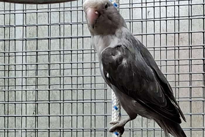 te koop 2 mooie agapornis roseicollis