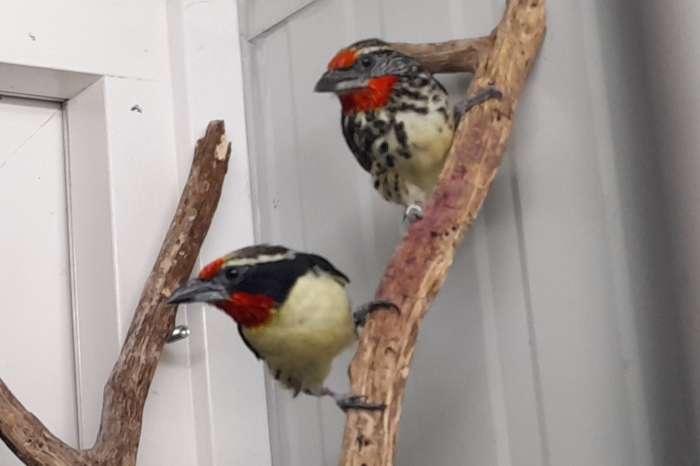 baardvogels