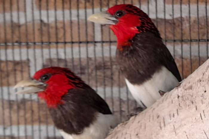 baardvogels
