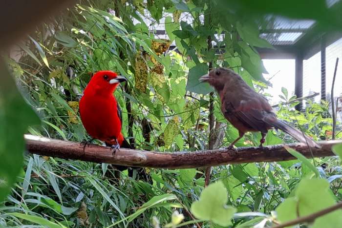 baardvogels