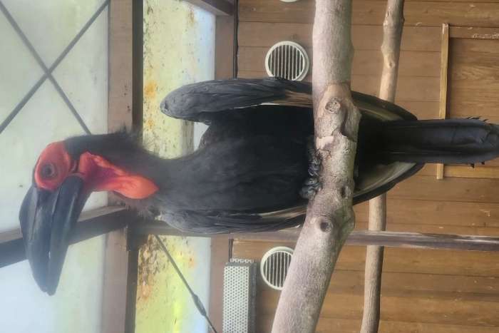 bucorvus leadbeateri