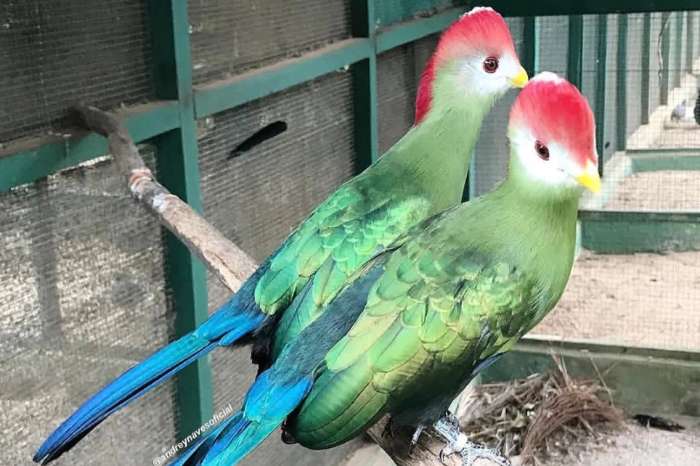 roodkuiftoerako tauraco erythrolophus