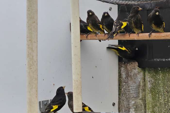 zwarte sijzen poppen