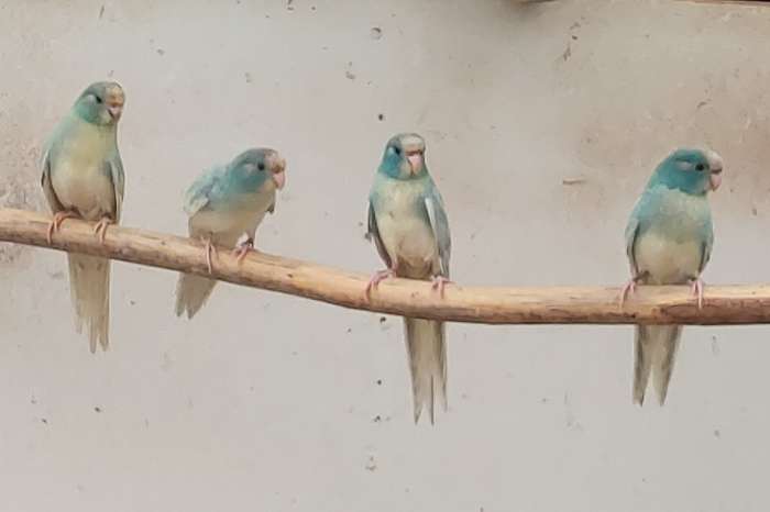 kakariki
