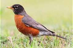 roodborst lijster